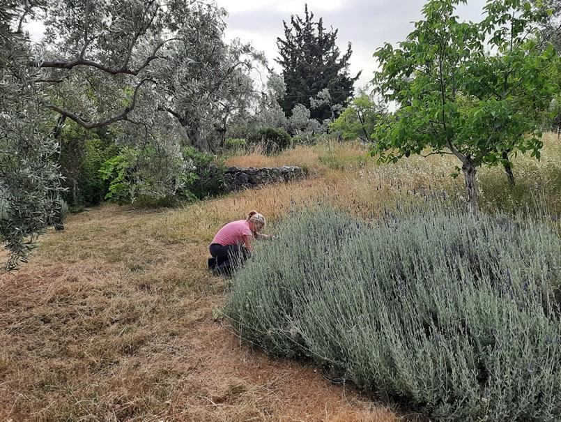 Garden maintenance 