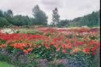 2003 FRANCE CAEN Colline aux oiseaux